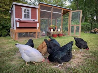 Load image into Gallery viewer, OverEZ Chicken Medium Chicken Coop - Up to 10 Chickens