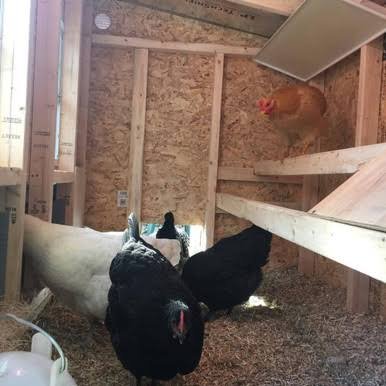 OverEZ Chicken Medium Chicken Coop - Up to 10 Chickens