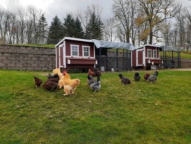 Load image into Gallery viewer, OverEZ Chicken Large Chicken Coop - Up to 15 Chickens

