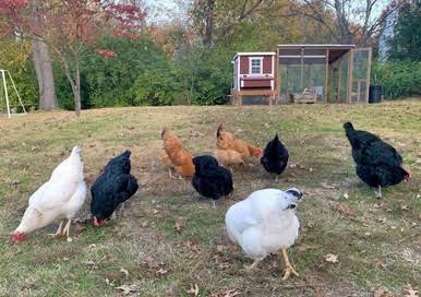 OverEZ Chicken Medium Chicken Coop - Up to 10 Chickens